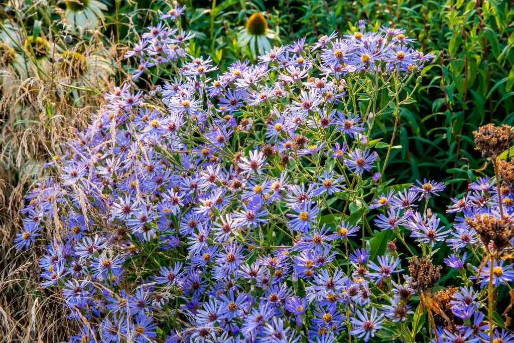 Aster Twilight