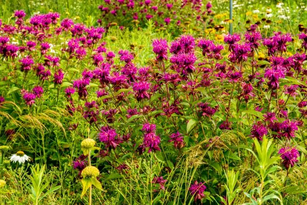 Monarda On Parade