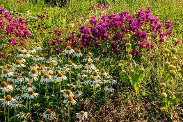 Monarda On Parade