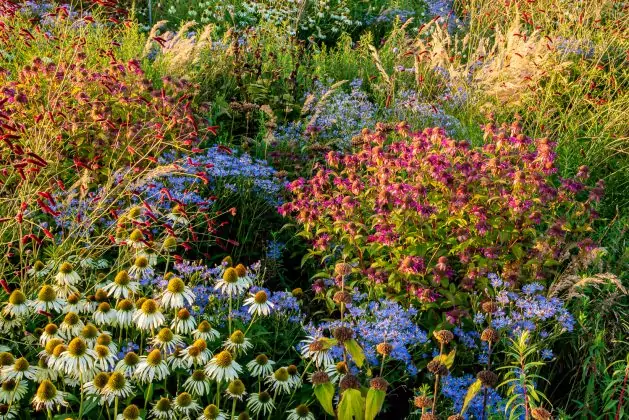 Monarda On Parade