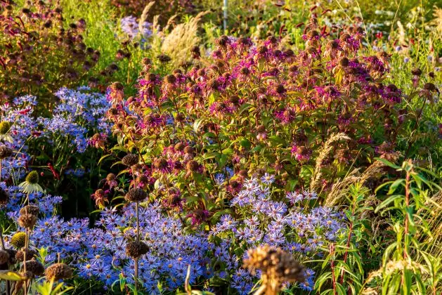 Monarda On Parade