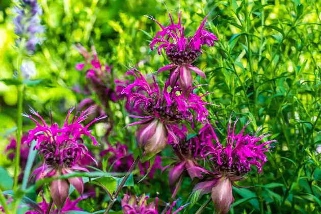 Monarda On Parade