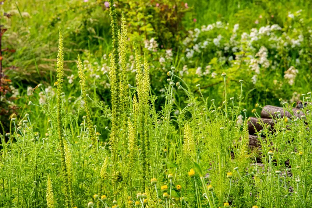Artenreiche Bienenweide