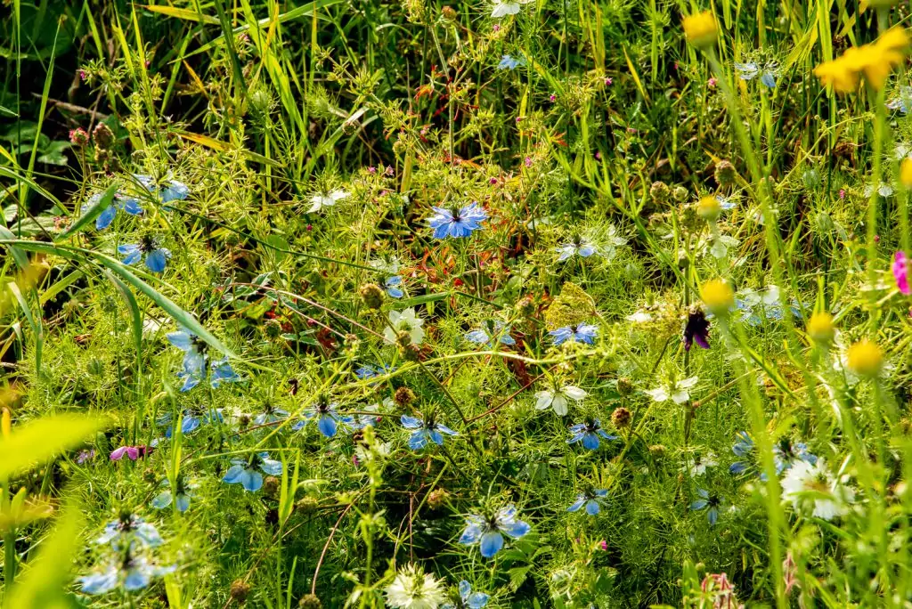 Artenreiche Bienenweide