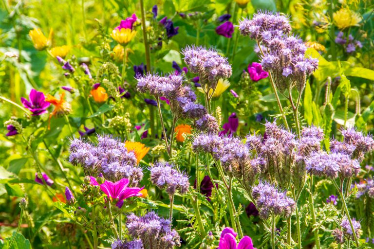 Wildblumen-Mischung Bienenweide – Mehrjährig, Für Insekten Wie Bienen Und Hummeln, Einfache Aussaat