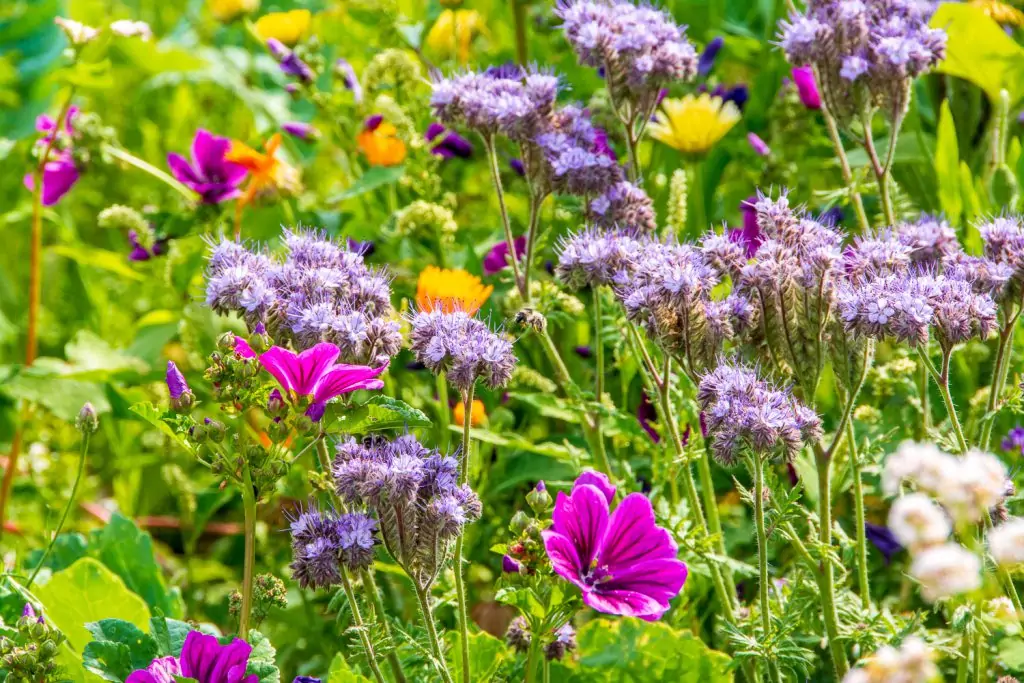 Artenreiche Bienenweide