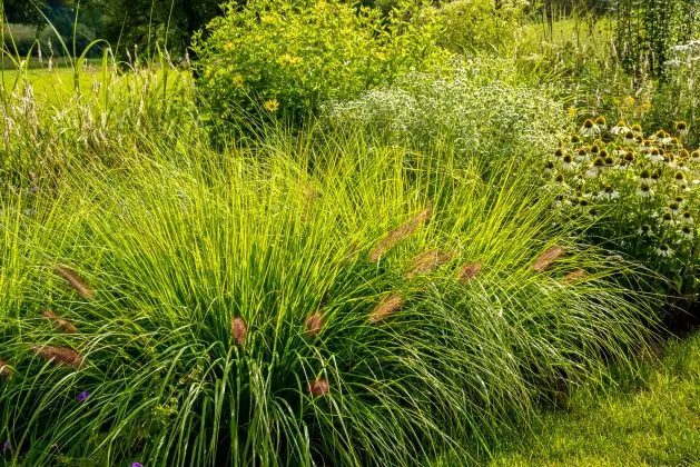 Weiß-Gelbe Sommerstimmung