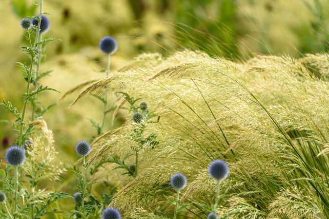 Stipa calamagrostis