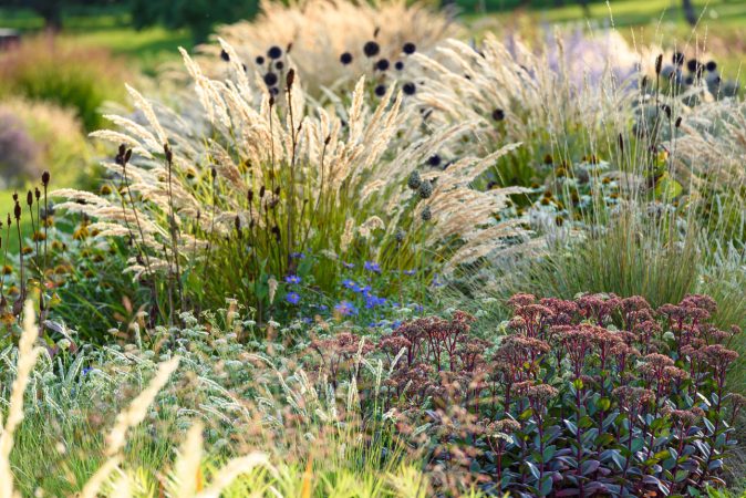 Stipa calamagrostis