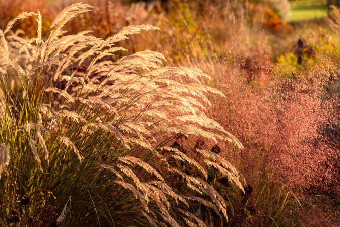 Stipa calamagrostis