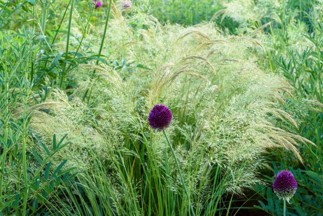 Achnatherum calamagrostis