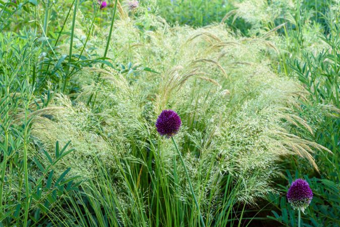 Stipa calamagrostis