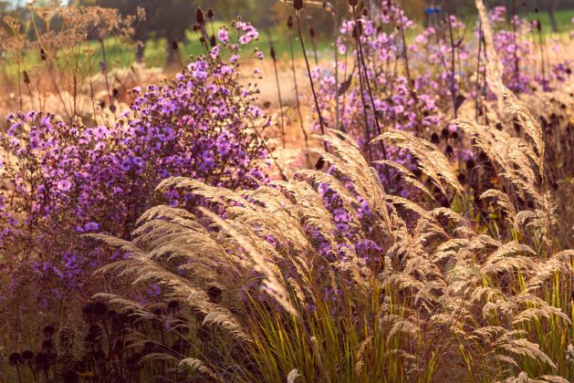 Achnatherum calamagrostis