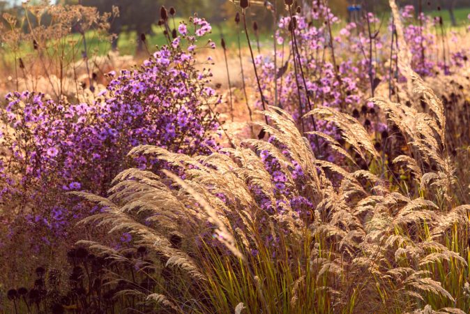 Stipa calamagrostis