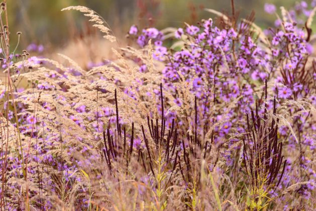Achnatherum calamagrostis