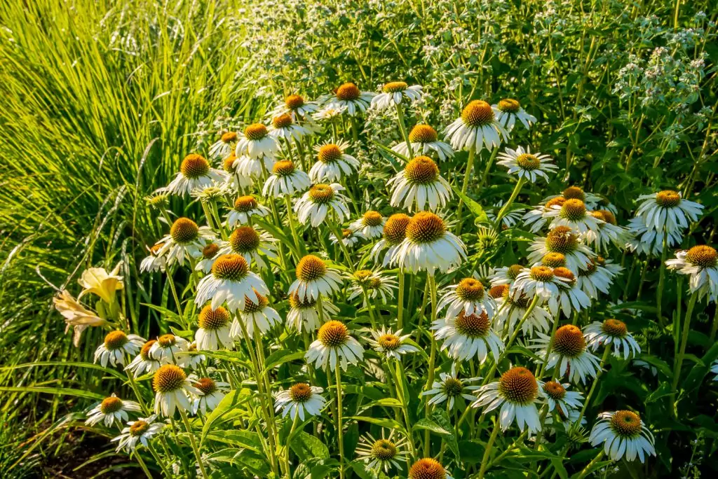 Echinacea Alba