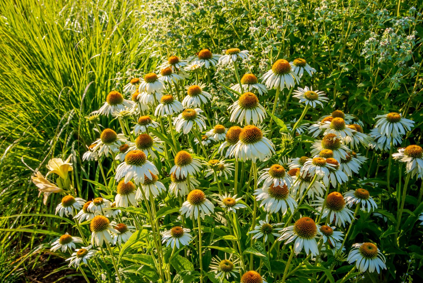 Monarda On Parade Staudenwiese