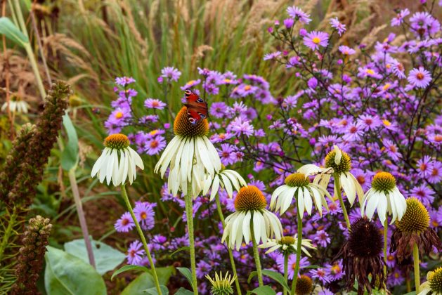Echinacea Alba