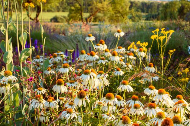 Echinacea Alba