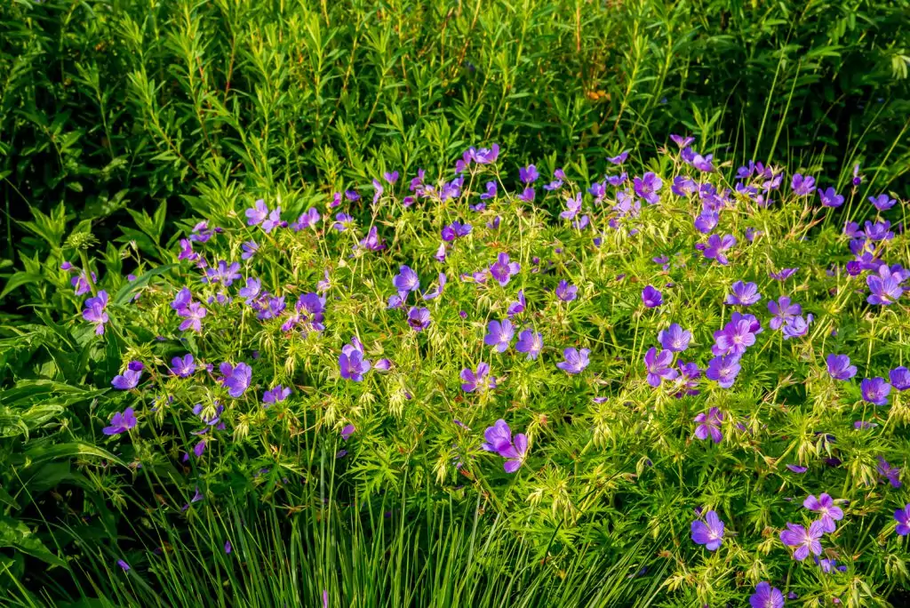 Geranium Brookside