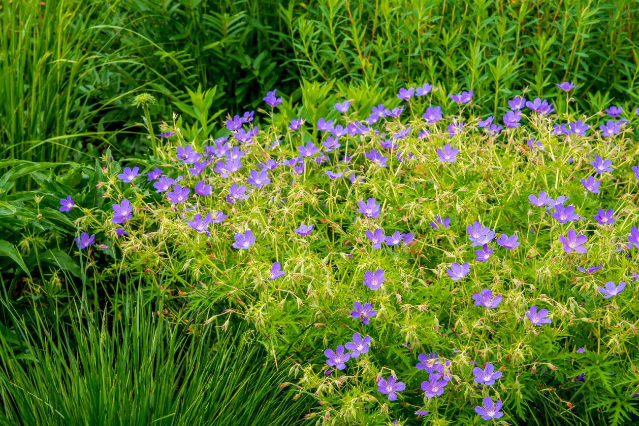 Geranium Brookside - Staudenwiese