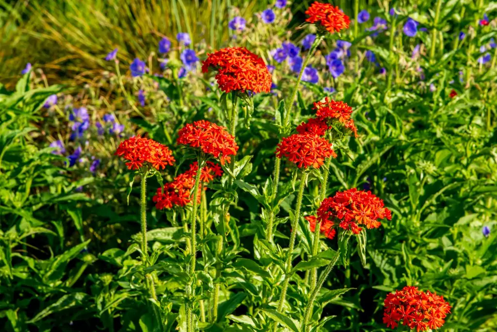Lychnis chalcedonica