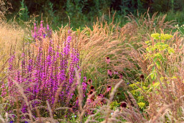 Lythrum Dropmore Purple