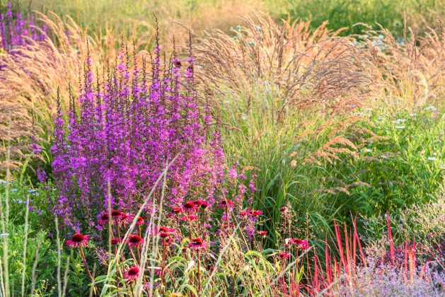 Lythrum Dropmore Purple