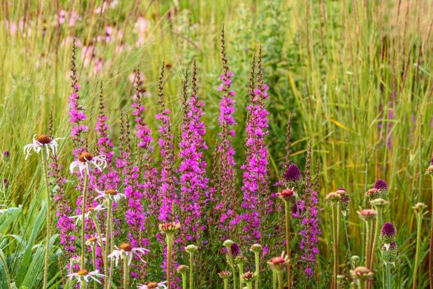 Lythrum Dropmore Purple