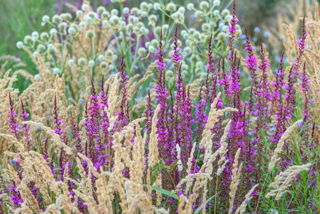 Lythrum Dropmore Purple
