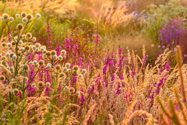 Lythrum Dropmore Purple