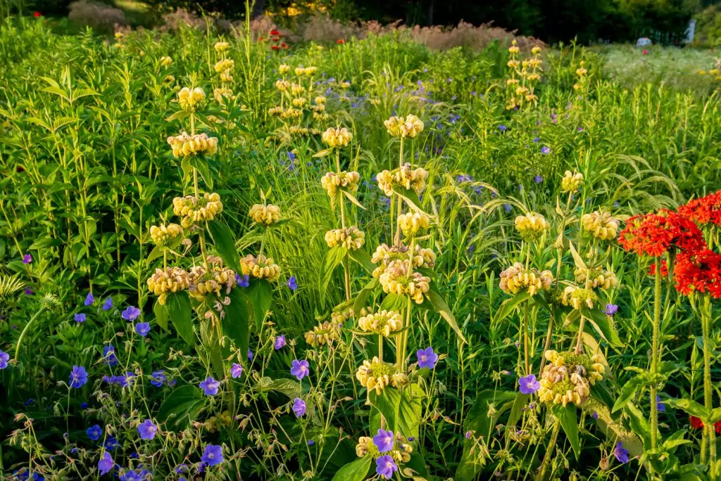 Phlomis russeliana