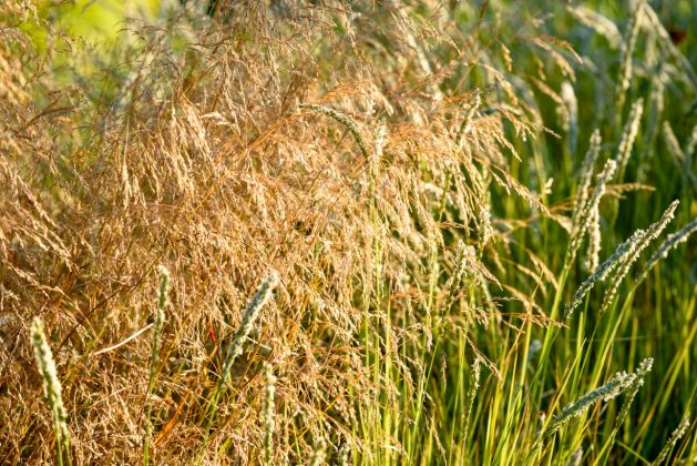 Deschampsia Goldtau