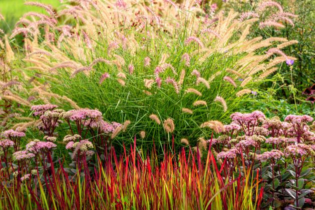 Pennisetum Karley Rose