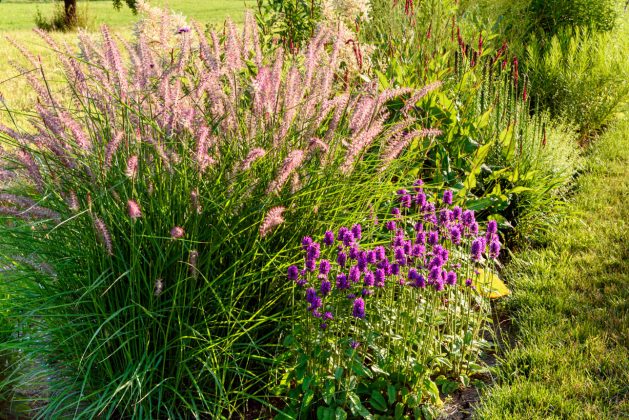 Pennisetum Karley Rose