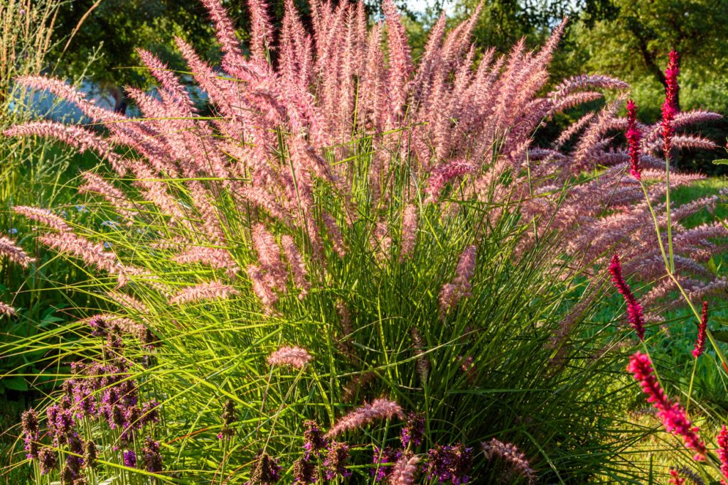 Pennisetum Karley Rose