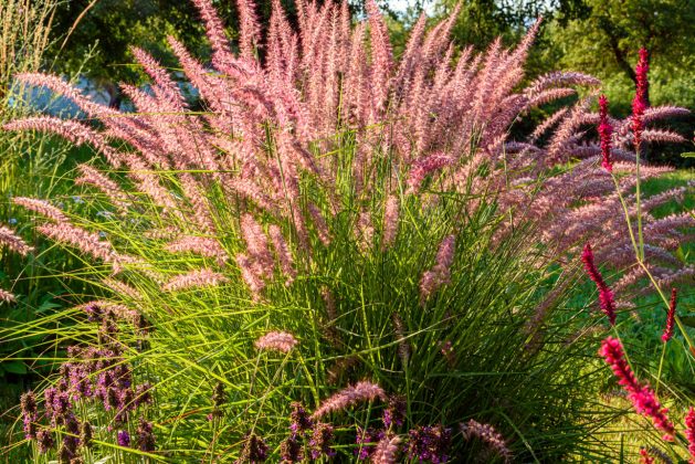 Pennisetum Karley Rose