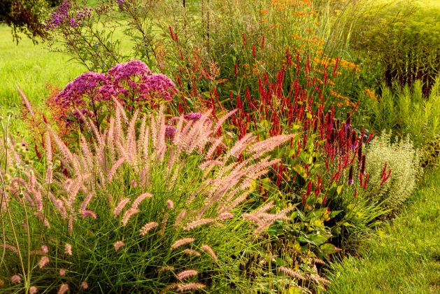 Pennisetum Karley Rose