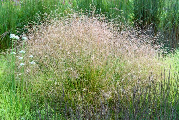 Deschampsia Goldtau