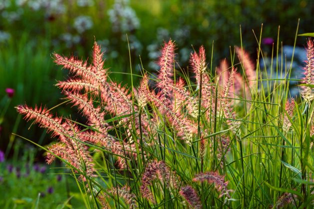 Pennisetum Karley Rose