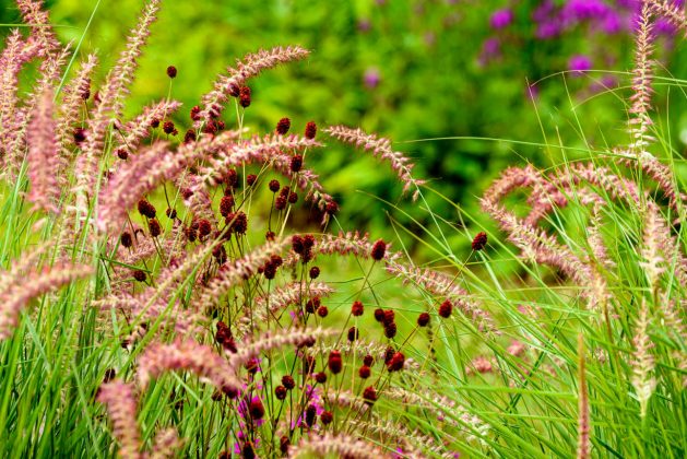 Pennisetum Karley Rose