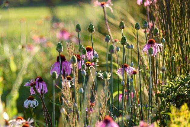 Allium sphaerocephalon