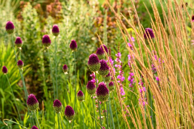 Allium sphaerocephalon