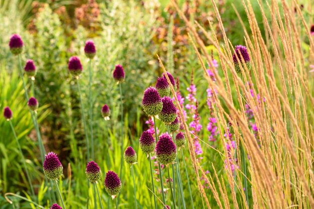 Allium sphaerocephalon