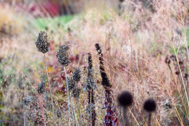 Allium sphaerocephalon