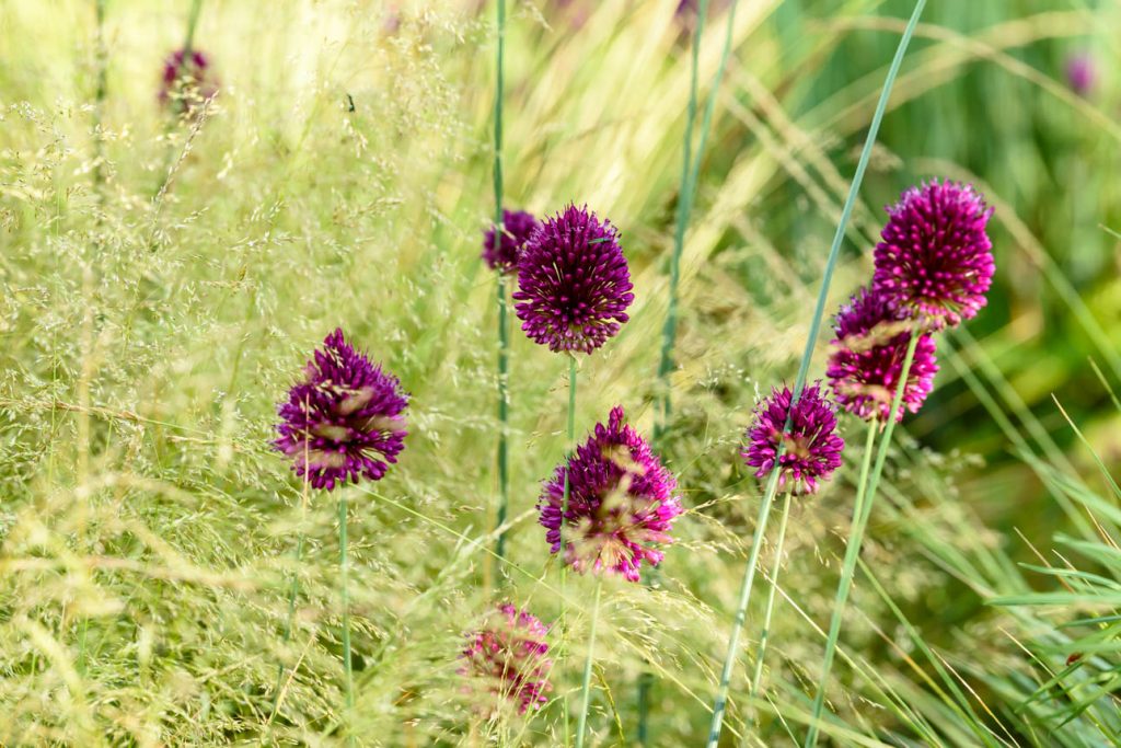 Allium sphaerocephalon