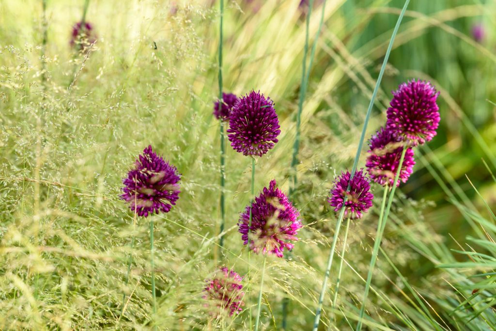 Allium sphaerocephalon