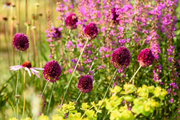 Allium sphaerocephalon