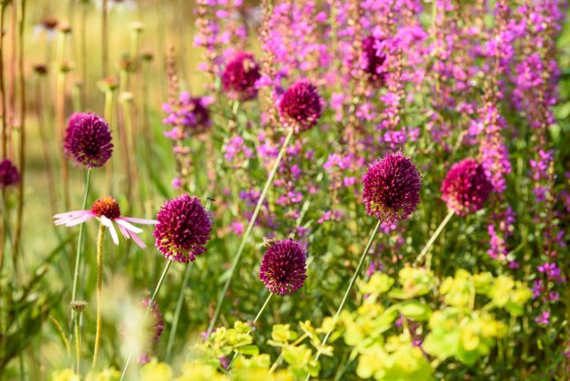 Allium sphaerocephalon