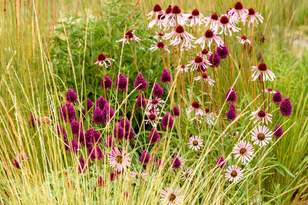 Allium sphaerocephalon